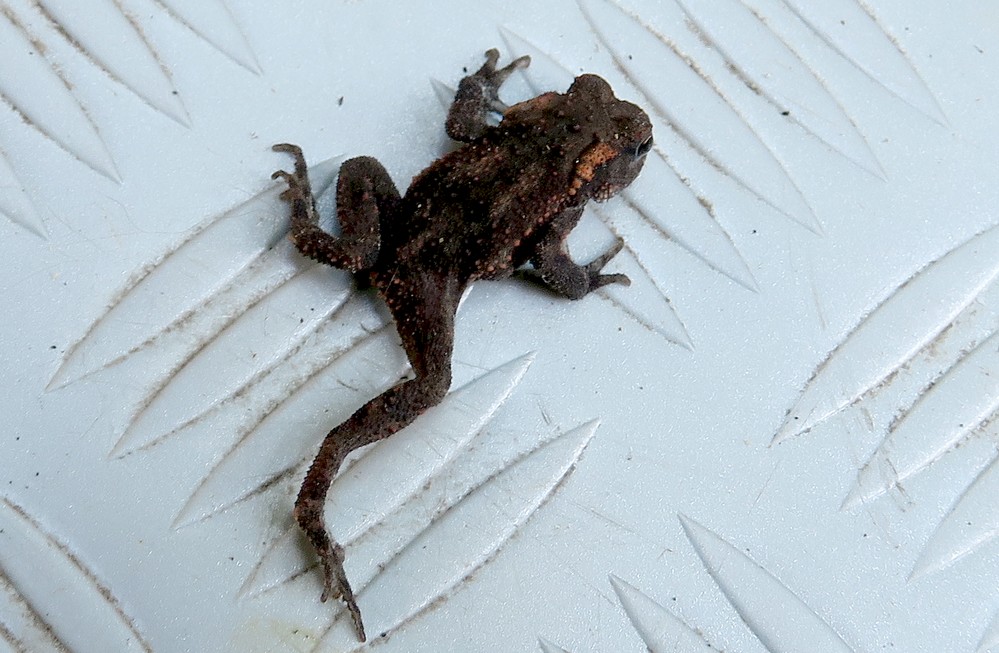 UN SEMPLICE GIOVANE ROSPETTO ? giovane Bufo bufo